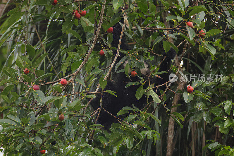 动物:成年敏捷长臂猿(Hylobates agillis)，又名黑手长臂猿。